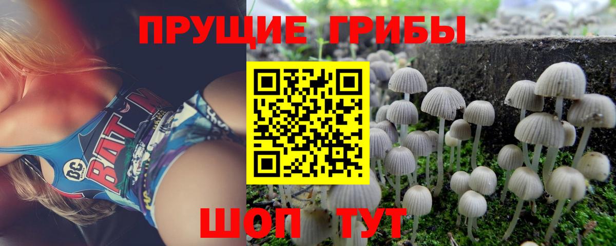 Иркутск  Псилоцибиновые грибы GOLDEN TEACHER  Вход с VPN  Галлюциногенные грибы GOLDEN TEACHER 